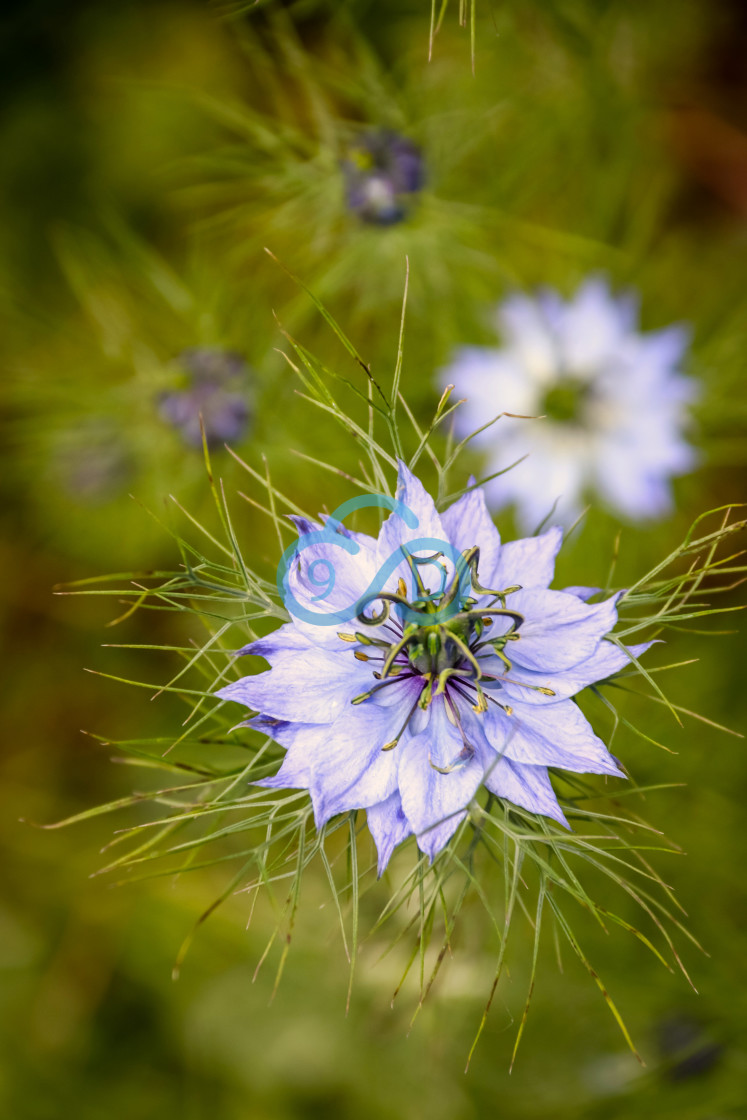 "Nigella Damascena ‘Miss Jekyll’" stock image