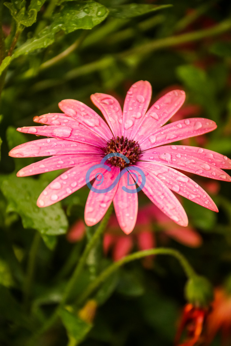 "Pink Osteospermum" stock image