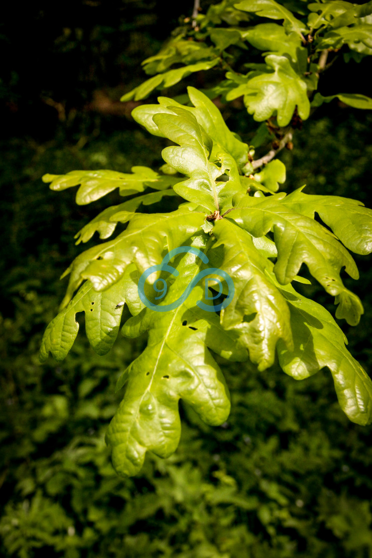 "Oaktree Leaves" stock image