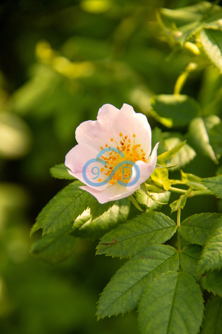 "Dog Rose" stock image