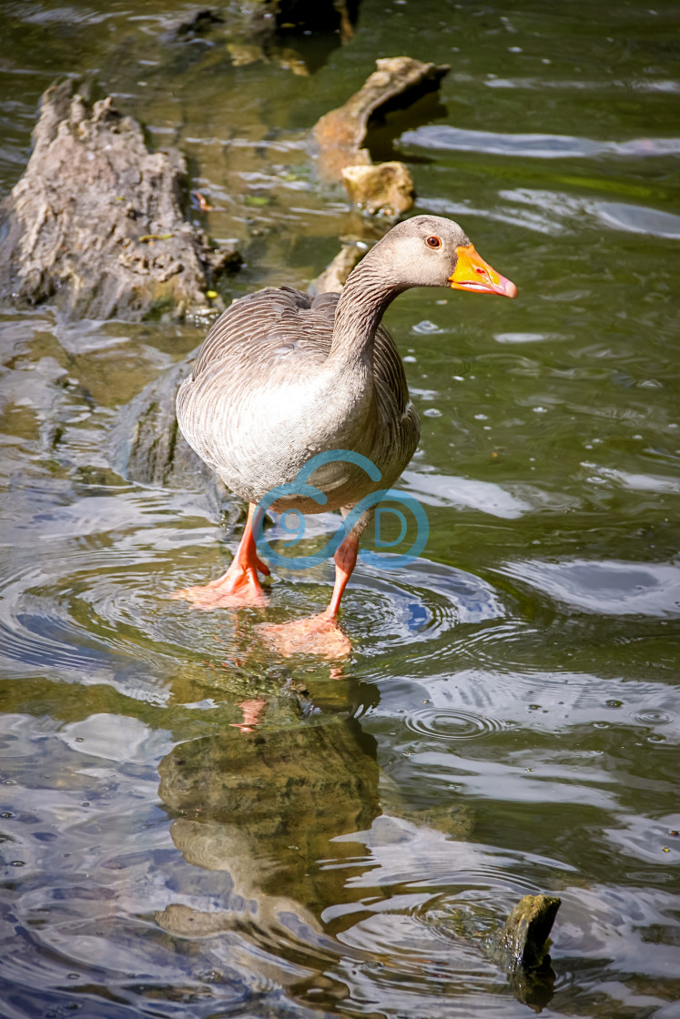 "Pilgrim Goose" stock image