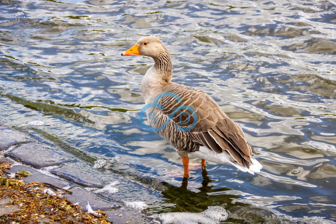 "Pilgrim Goose" stock image