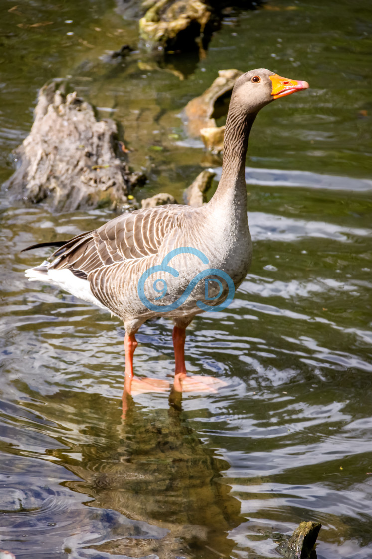 "Pilgrim Goose" stock image