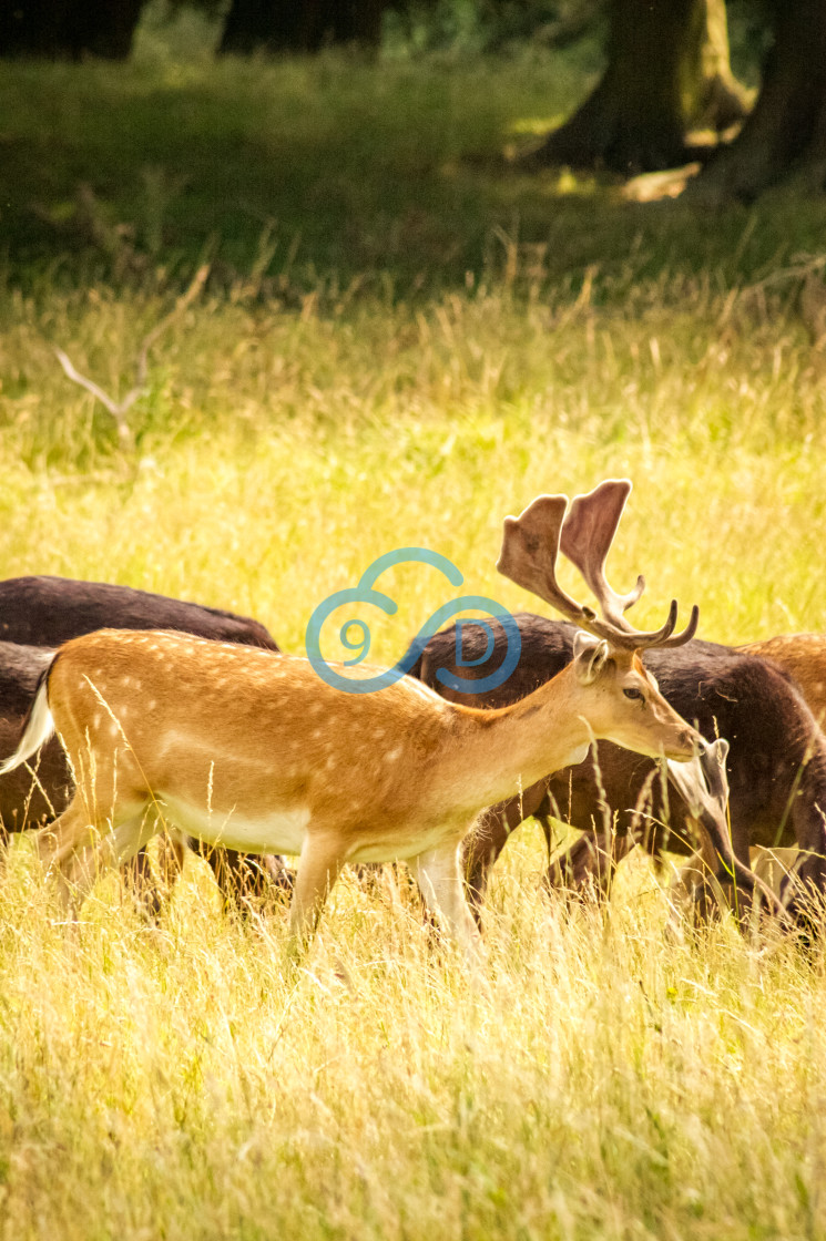 "Fallow Deer" stock image