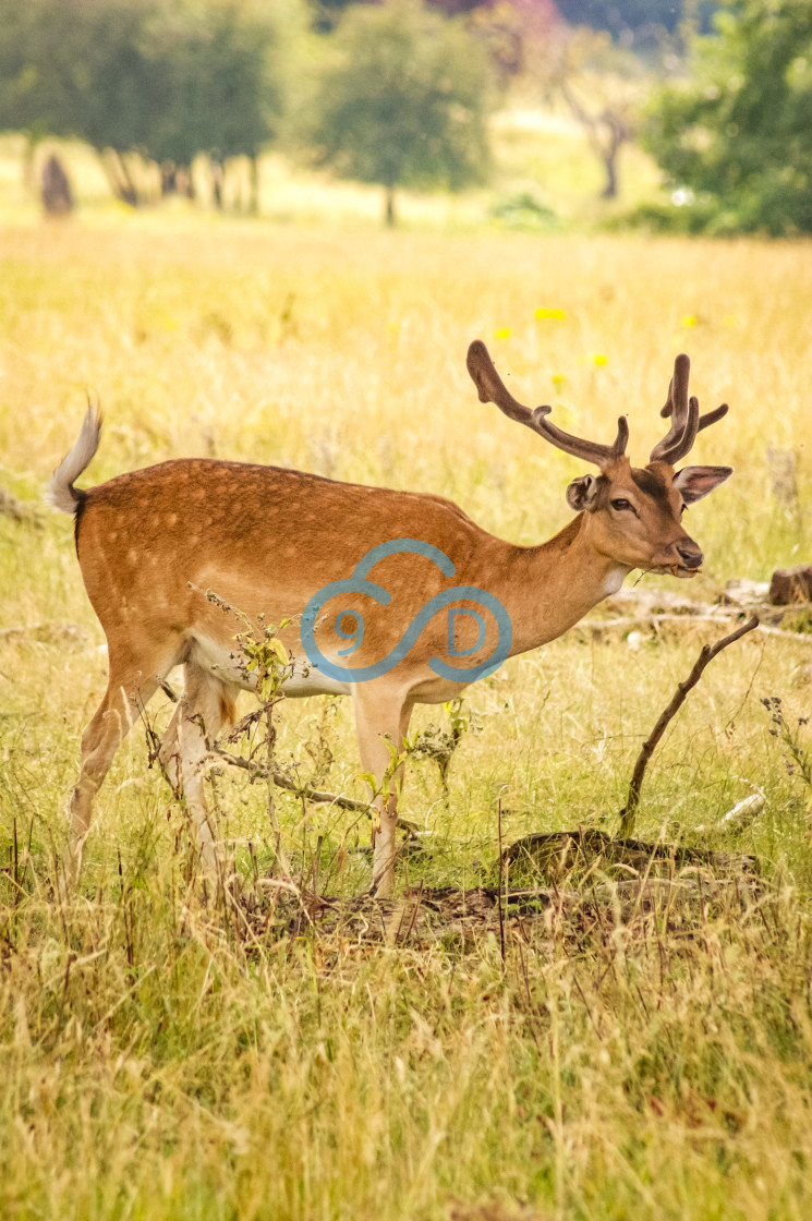 "Fallow Deer" stock image