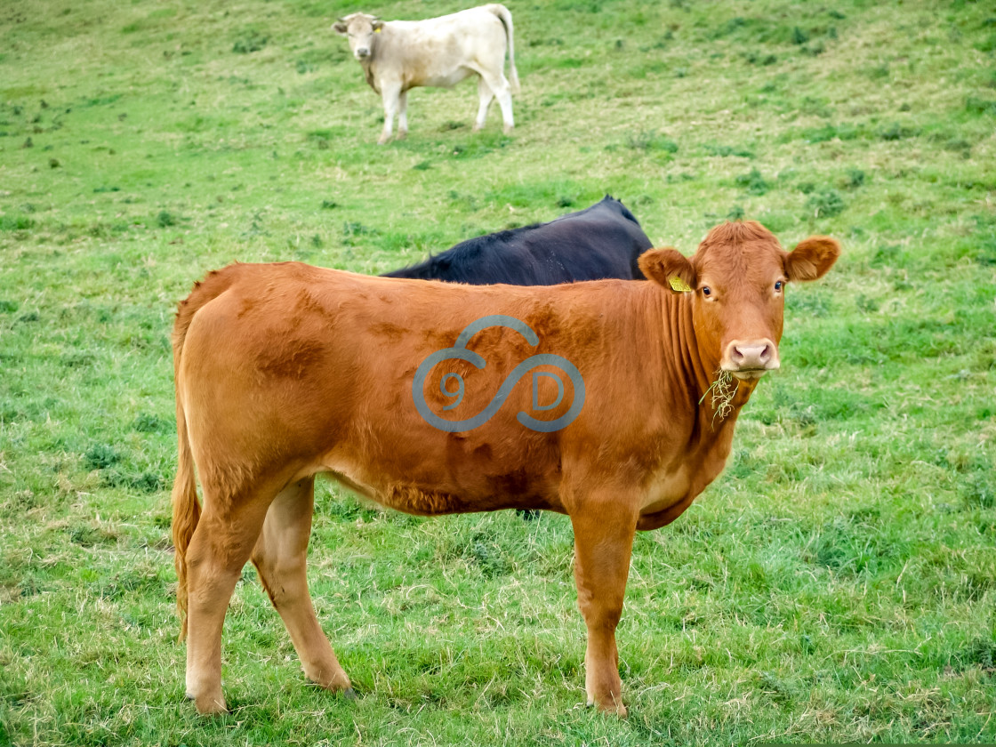 "Bullocks in a Field" stock image