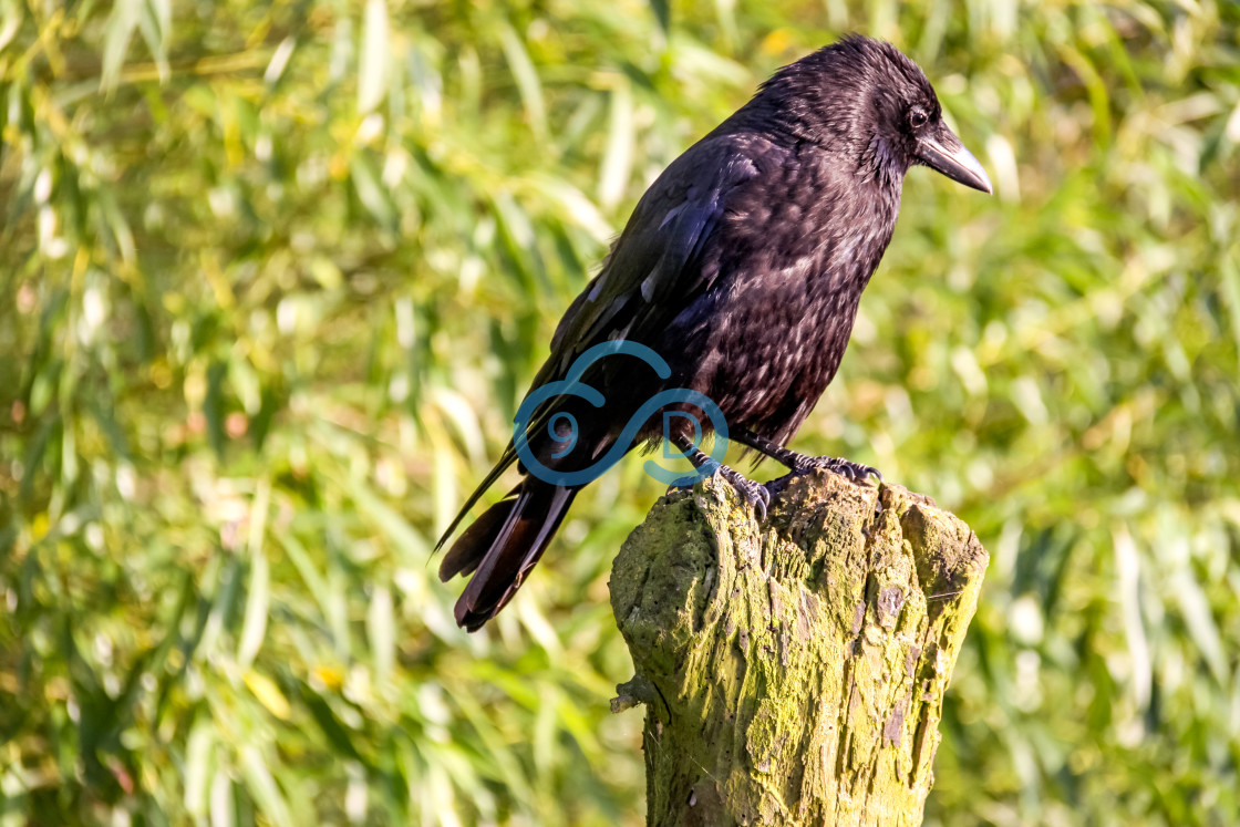 "Crow" stock image