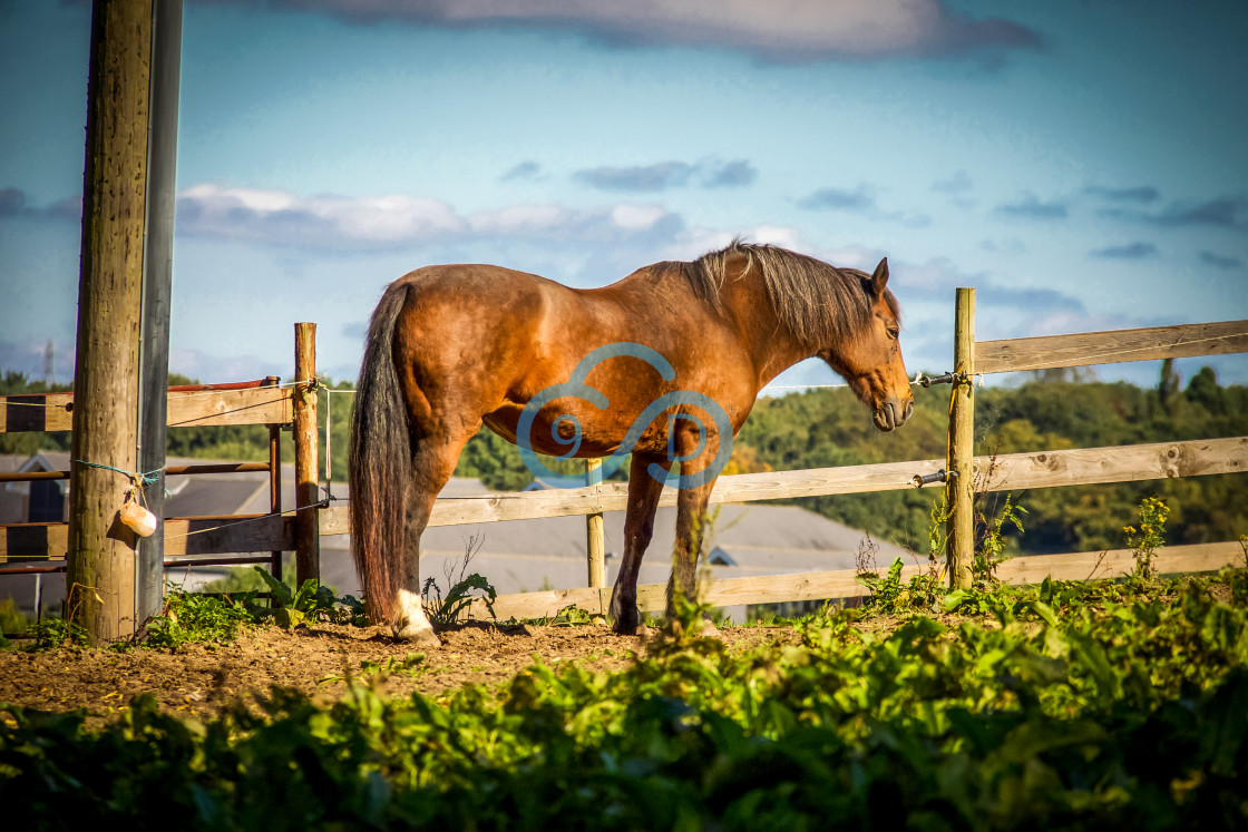 "Sad Horse" stock image