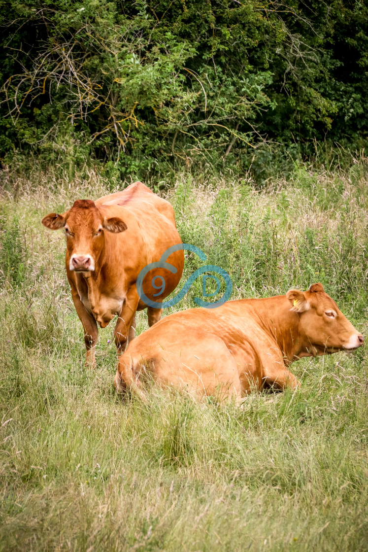 "Two Brown Bullocks" stock image