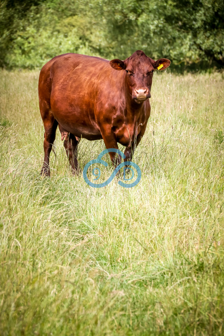 "Brown Cow" stock image