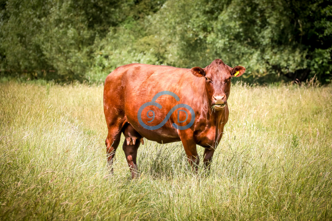 "Brown Cow" stock image