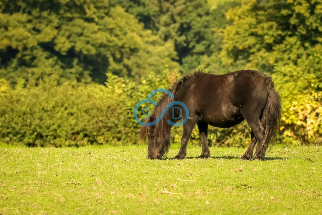 "Shetland Pony" stock image