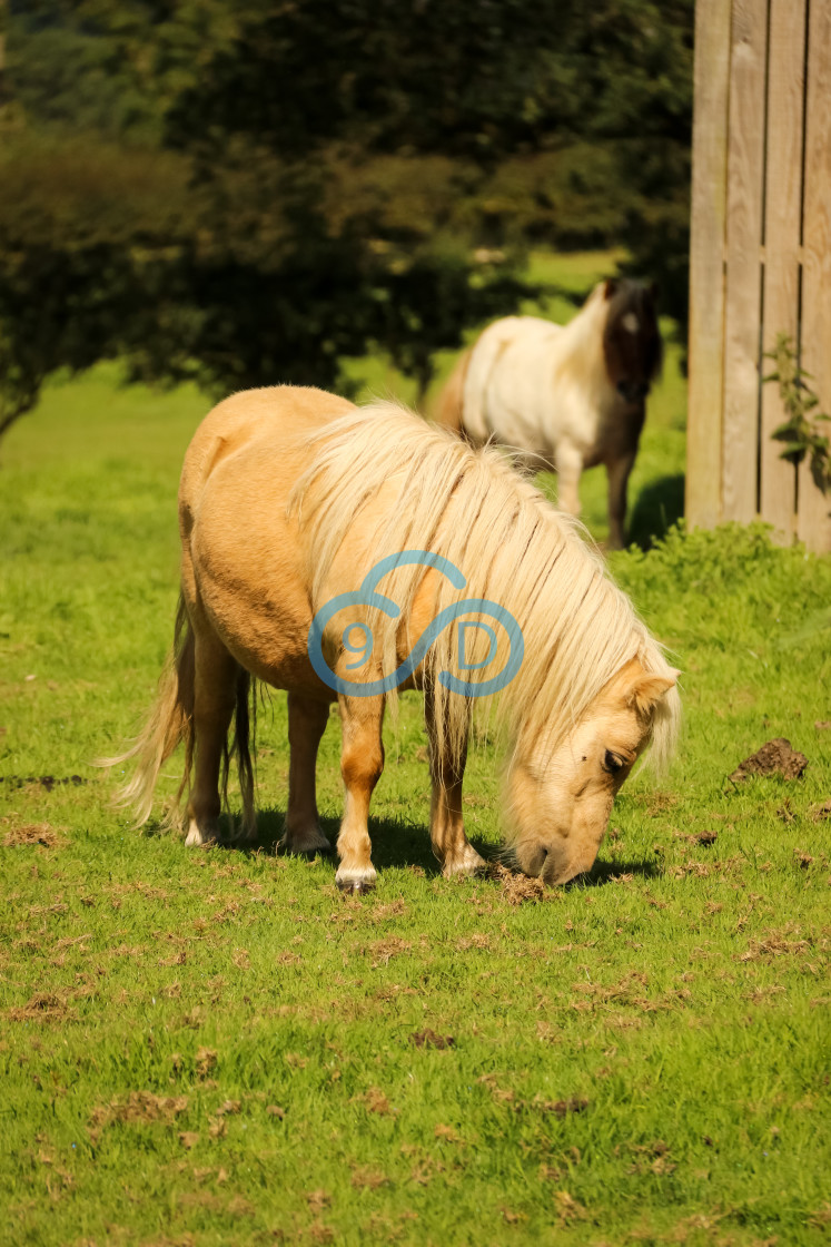 "Shetland Pony" stock image