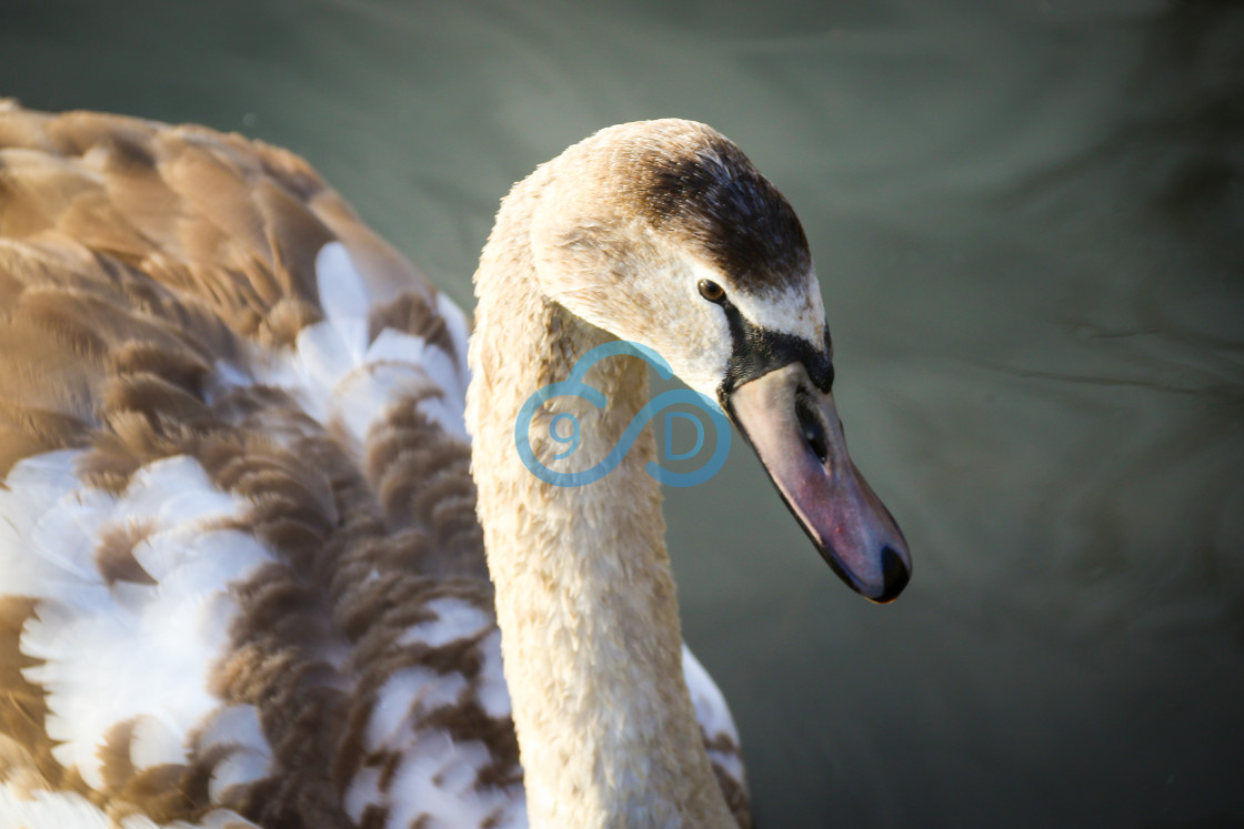 "A 'Teenage' Swan" stock image