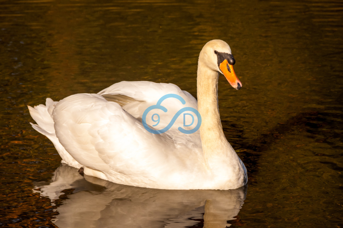 "Sunshine Swan" stock image