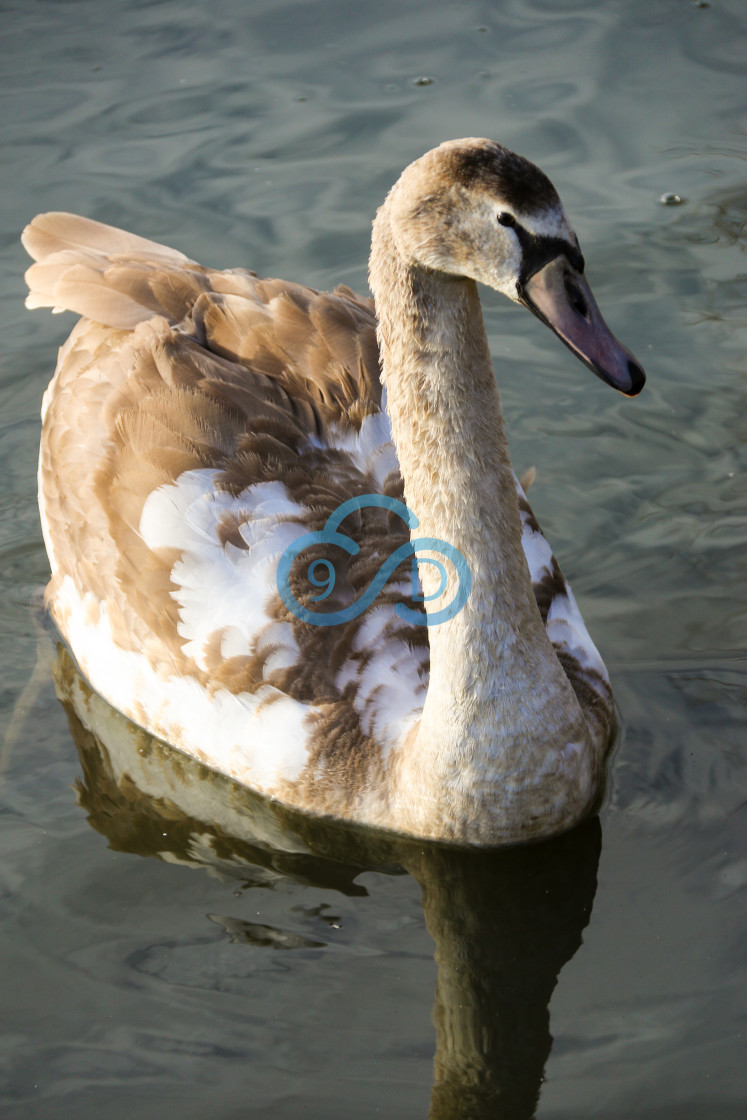 "A 'Teenage' Swan" stock image