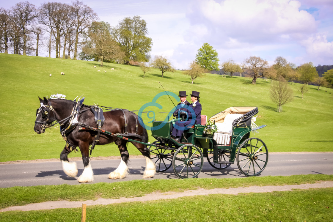 "Shire Horse & Wedding Carriage" stock image