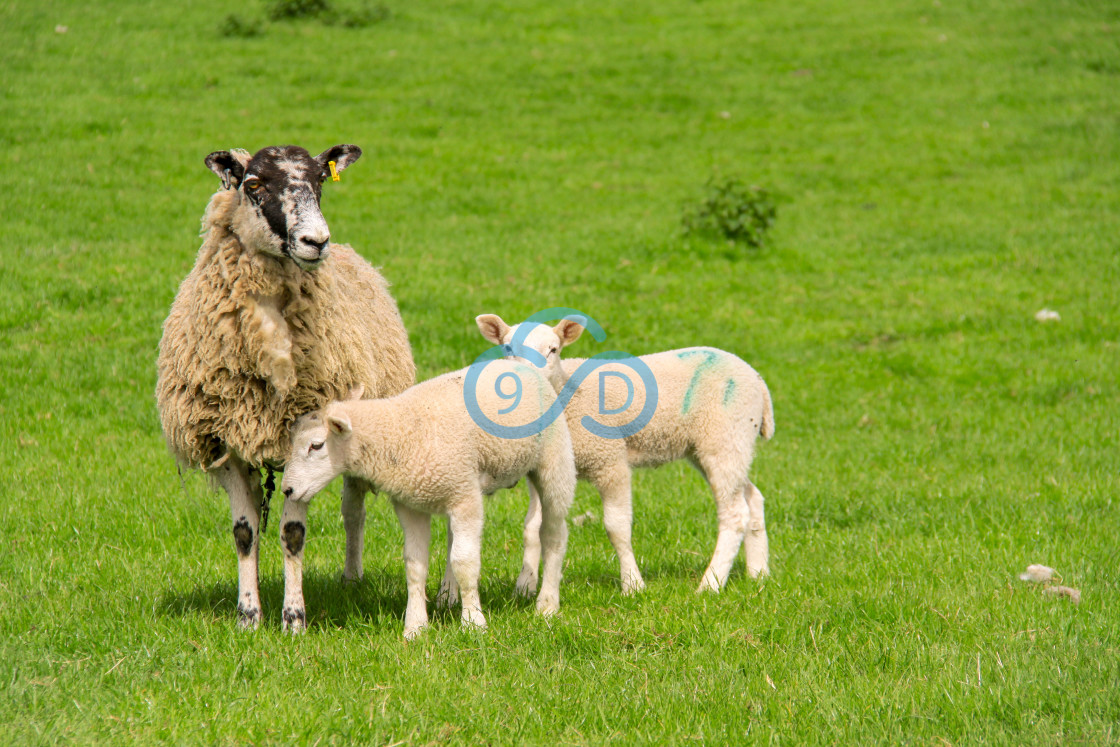 "Sheep and Lambs" stock image