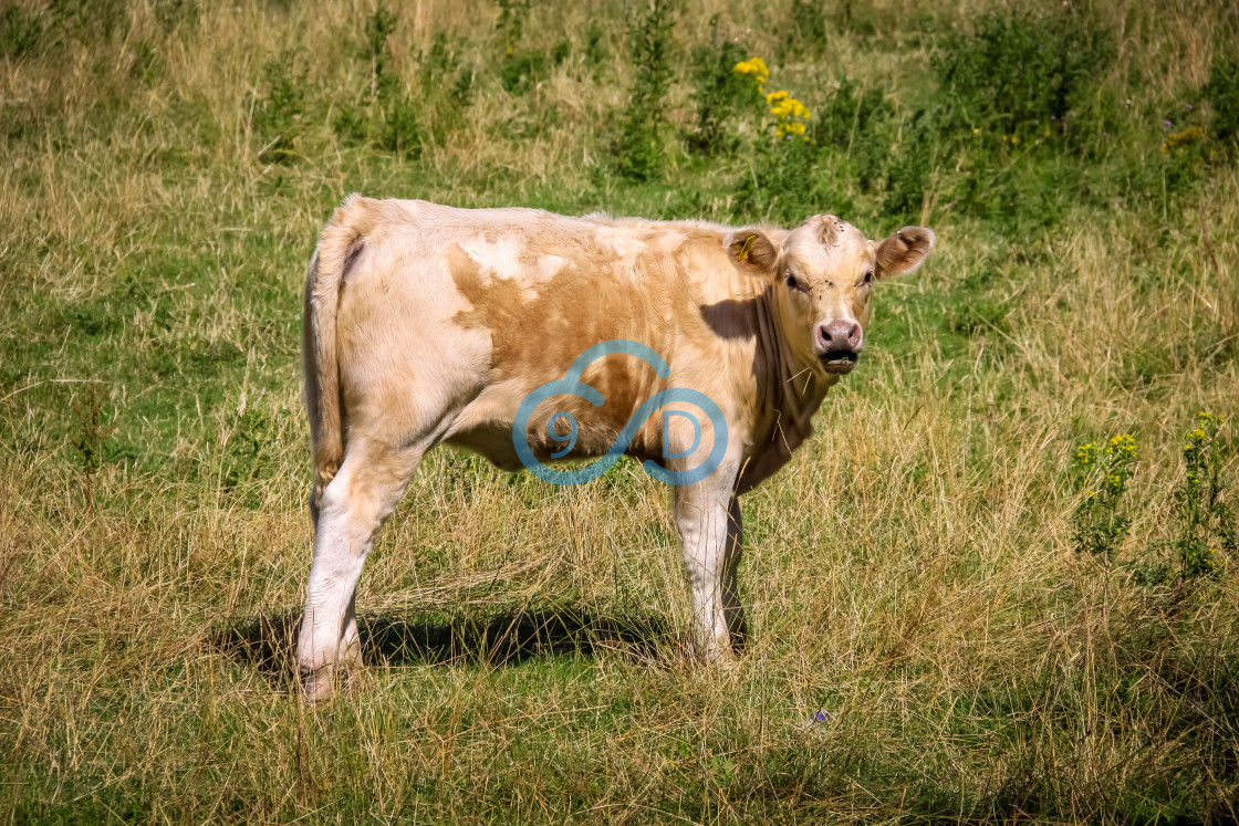 "A Young Bullock" stock image