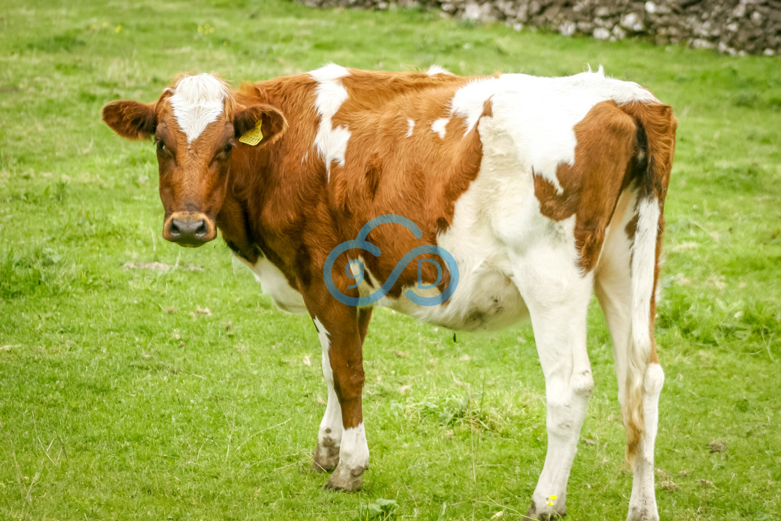 "Bullock in a Meadow" stock image