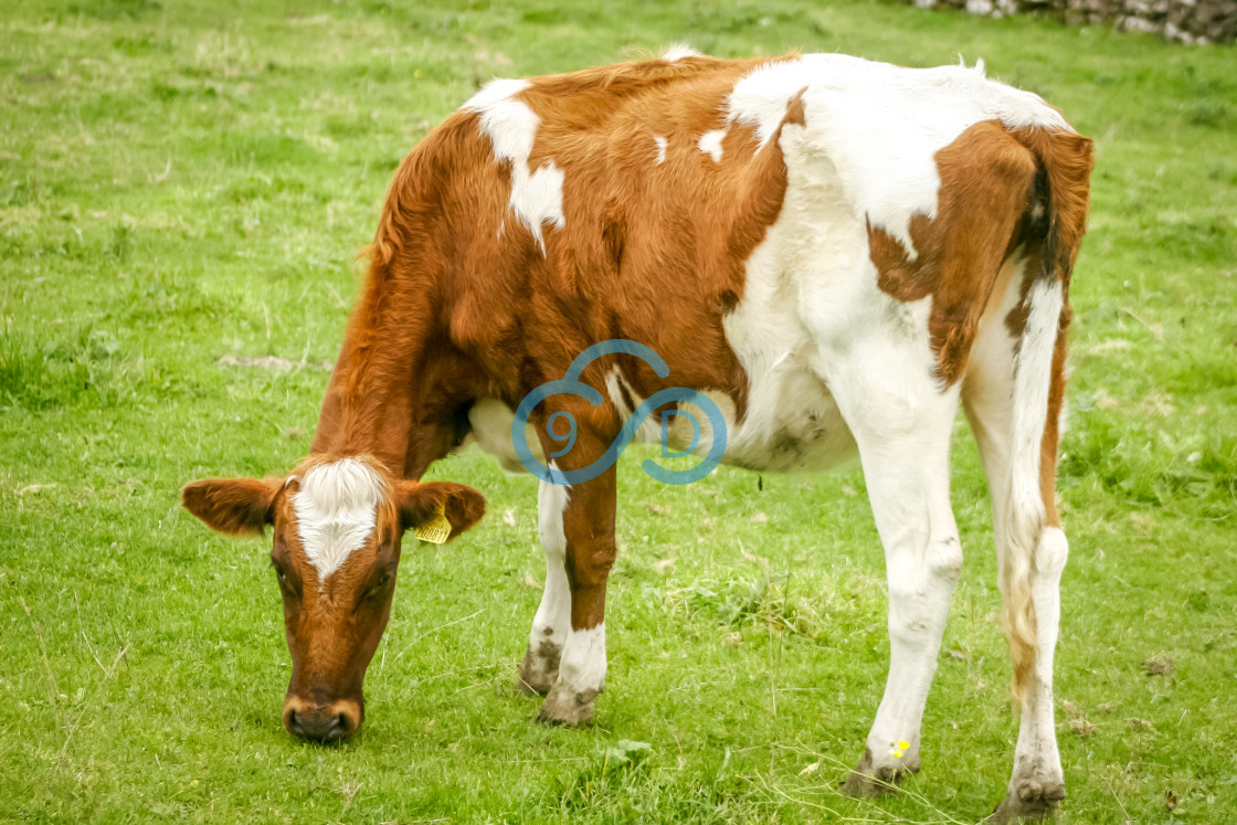 "Bullock in a Meadow" stock image