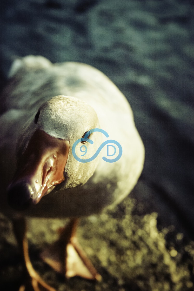 "A Nosey Duck" stock image