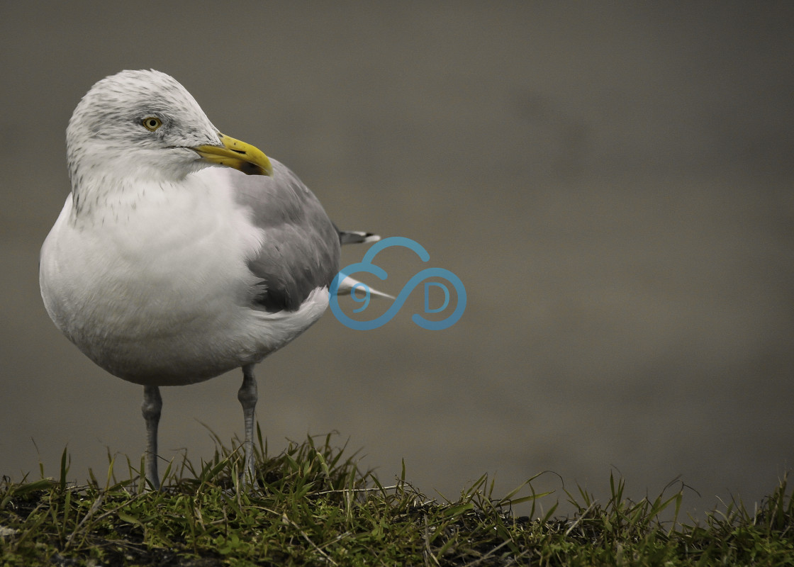 "Herring Gull" stock image