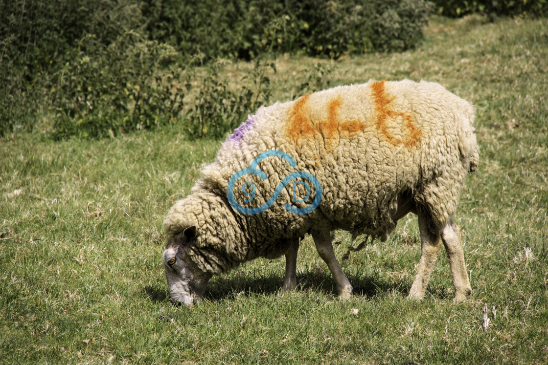 "Grazing Sheep" stock image