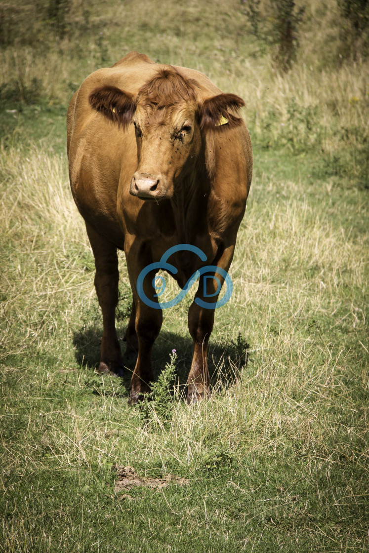 "Brown Bullock" stock image