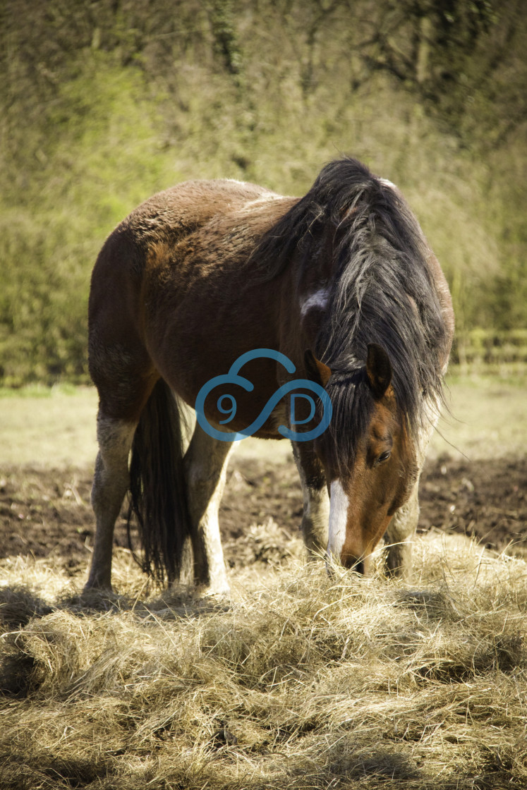 "A Horse eating Hay" stock image