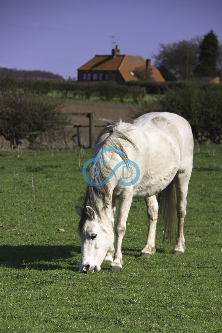 "Grazing Horse" stock image