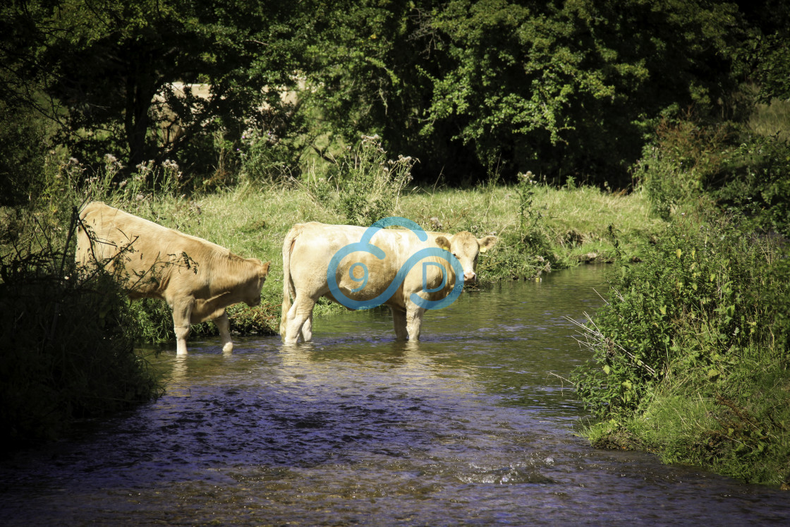 "Bullocks crossing a River" stock image