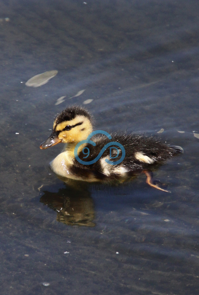 "Duckling" stock image