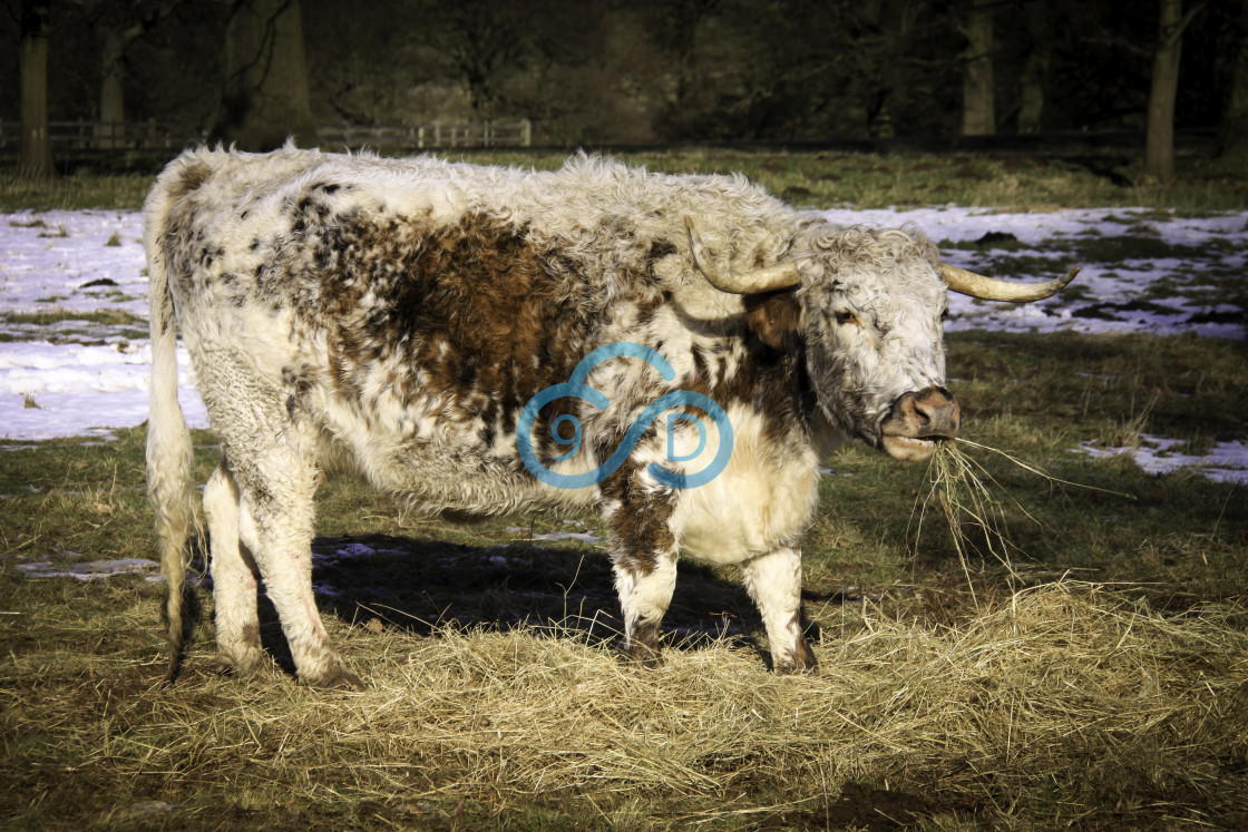 "Longhorn Cow" stock image