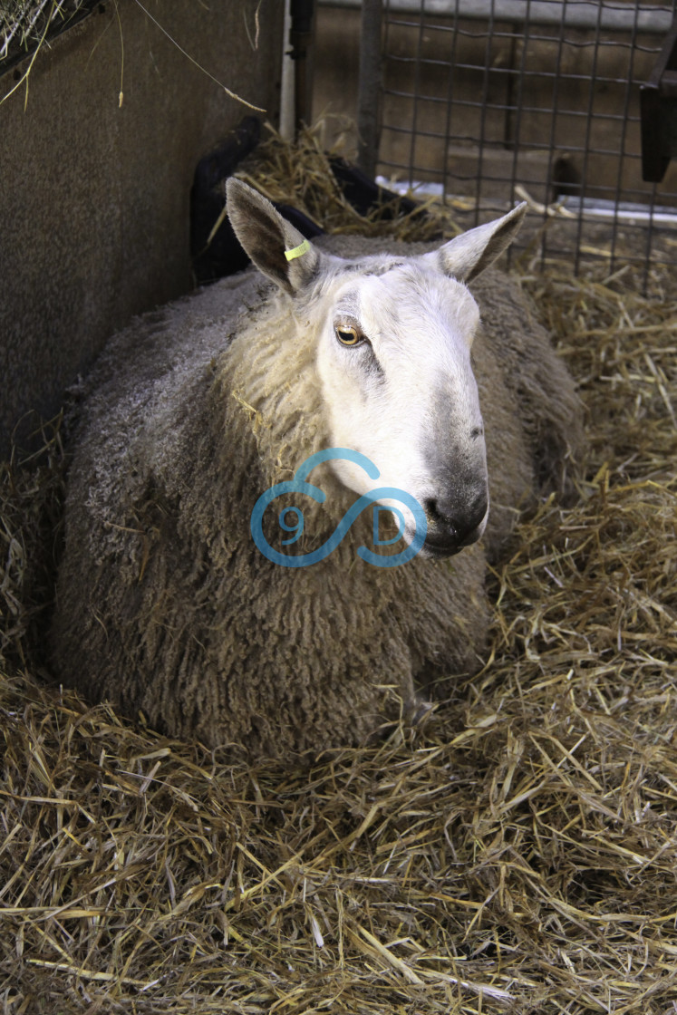 "Sheep in a Pen" stock image