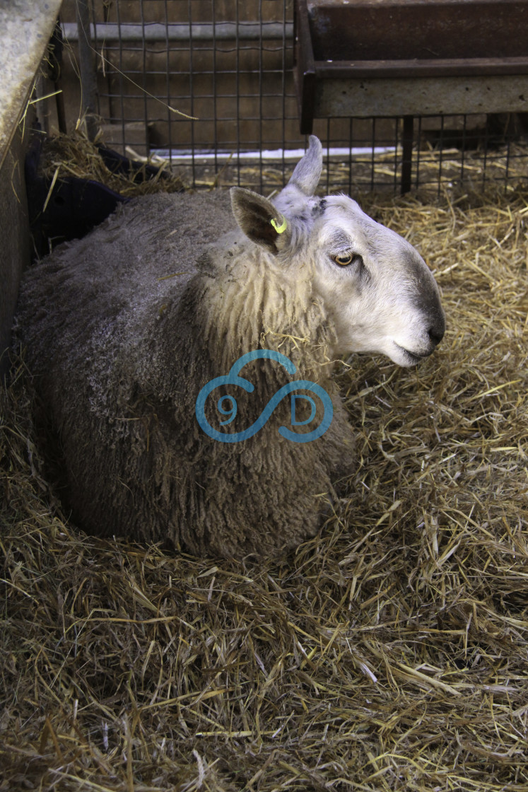 "Sheep in a Pen" stock image