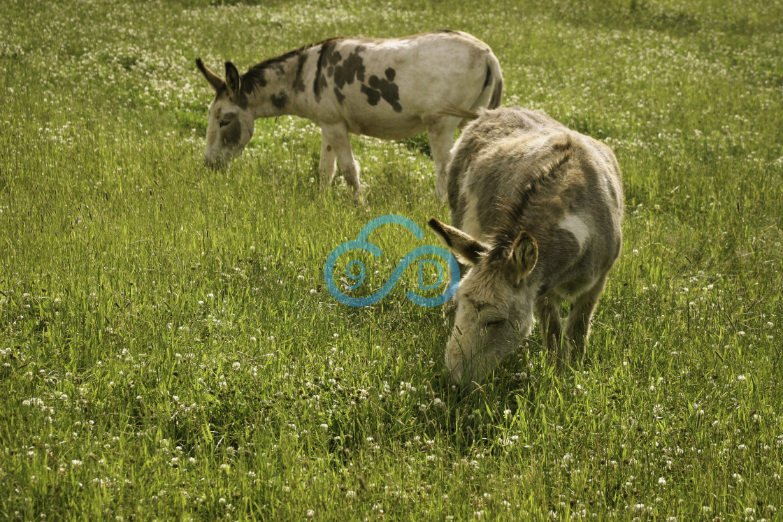 "Two Donkeys in a Meadow" stock image