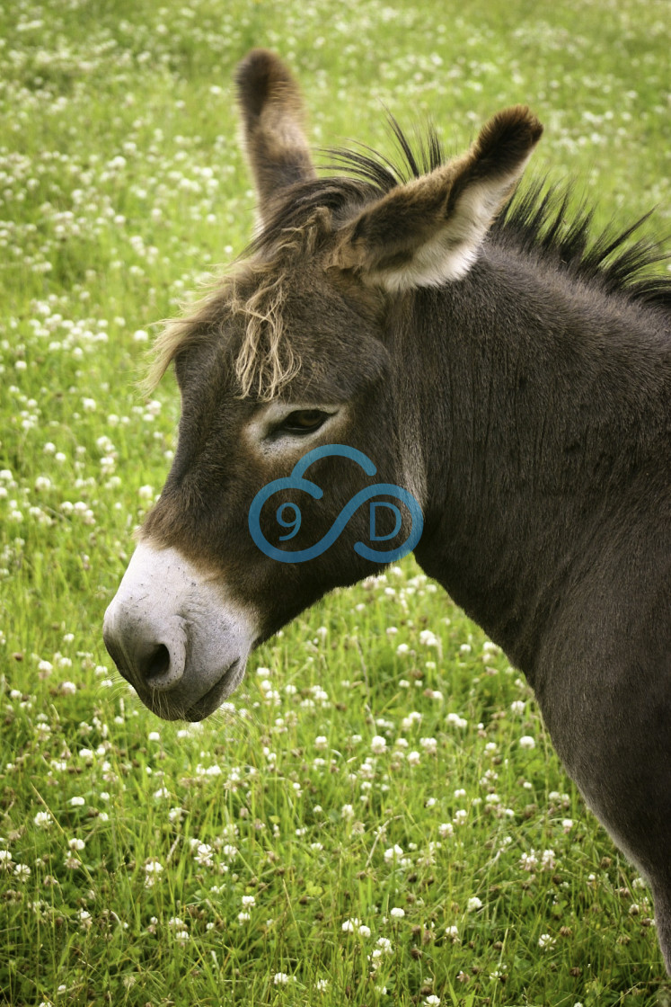 "Brown Donkey" stock image