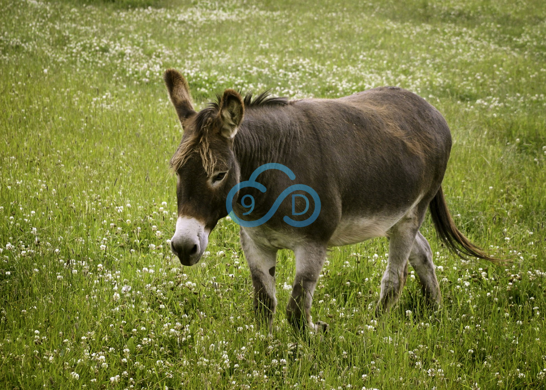 "Brown Donkey" stock image