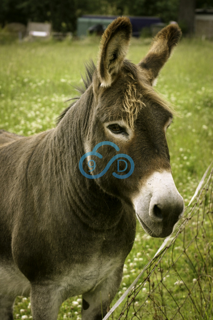 "Brown Donkey" stock image