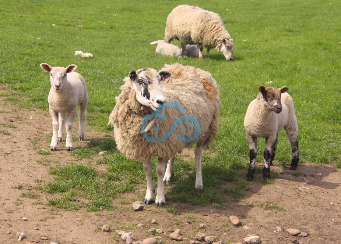 "Sheep and Lambs" stock image