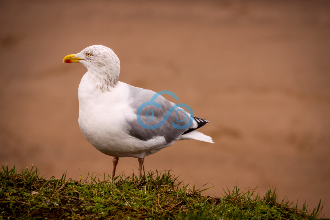 "Herring Gull" stock image