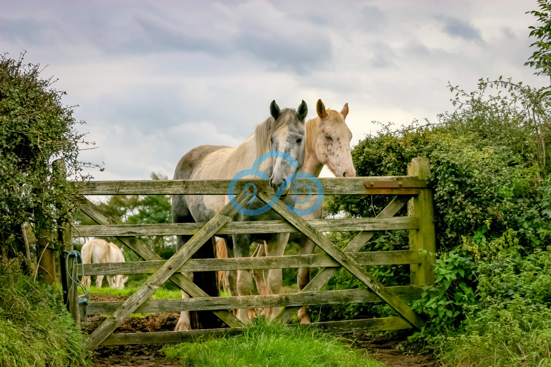 "Two Horses looking over a Gate" stock image