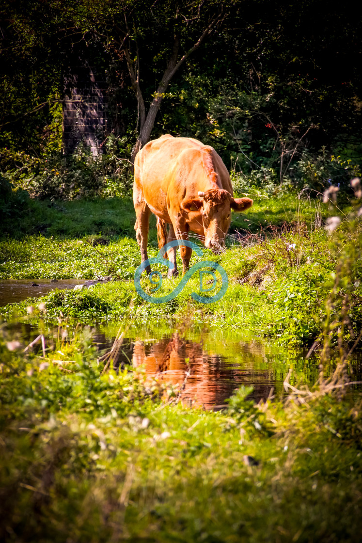 "A bullock drinking from a stream" stock image