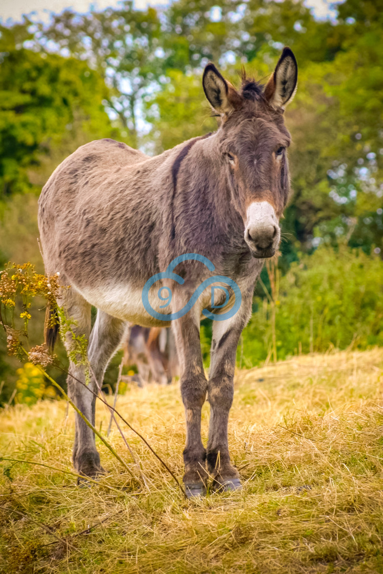 "A Donkey standing in a Meadow" stock image