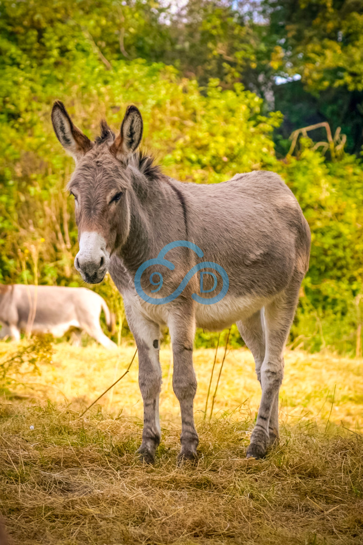 "A Donkey standing in a Meadow" stock image