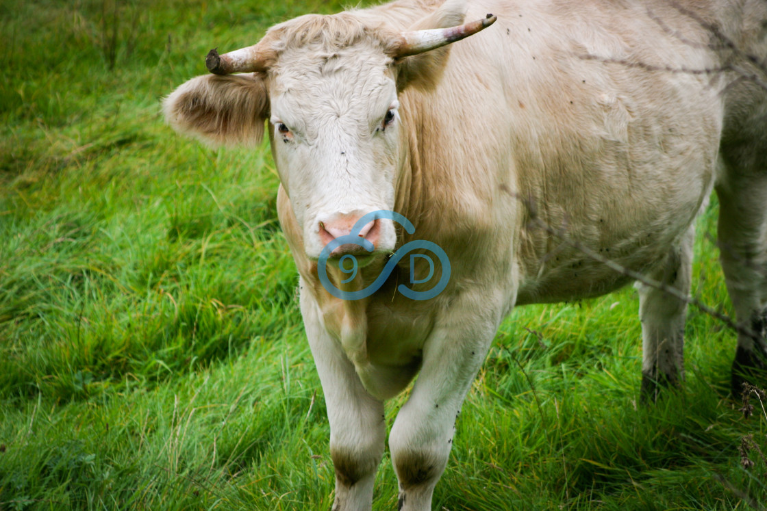 "Bull in a Field" stock image