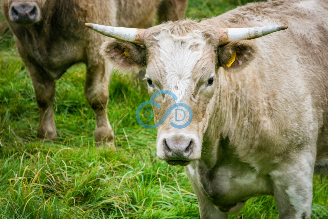 "Bull in a Field" stock image