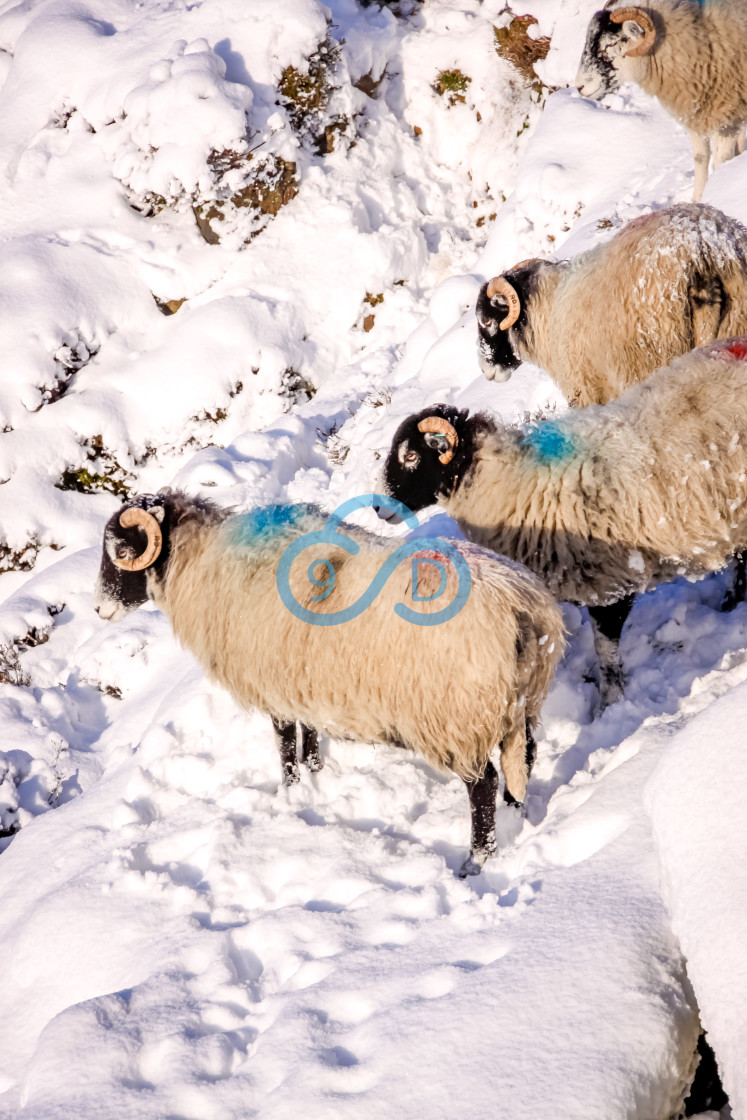 "Winter Sheep" stock image