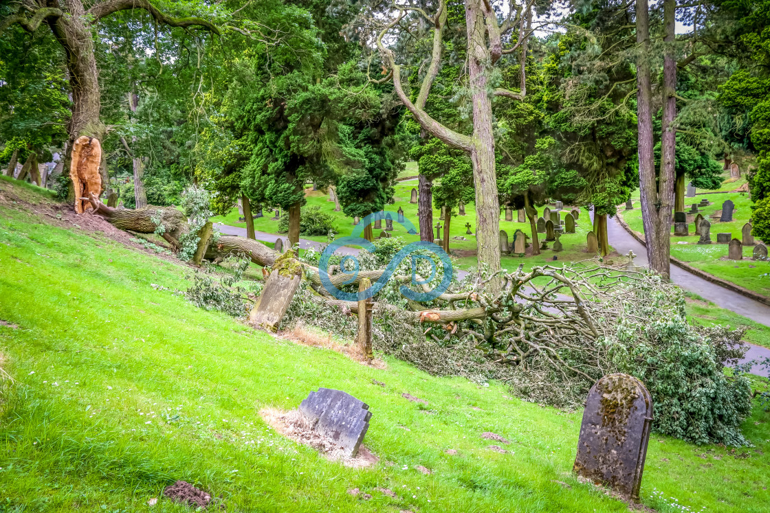 "Fallen Tree at Nottingham Road Cemetery, Mansfield" stock image